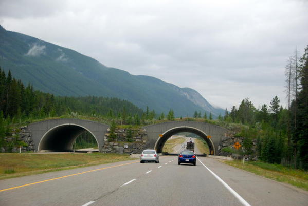 The TransCanada Highway has animal overpasses.