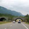 The TransCanada Highway has animal overpasses.: The road is fenced off, so these bridges provide valuable migratory routes