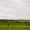 Prairie hayfields