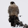 Peregrine Falcon (9)