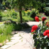 Mountain Perennial Garden, Betty Ford Alpine Garden, Vail