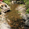 Stream, Betty Ford Alpine Garden, Vail