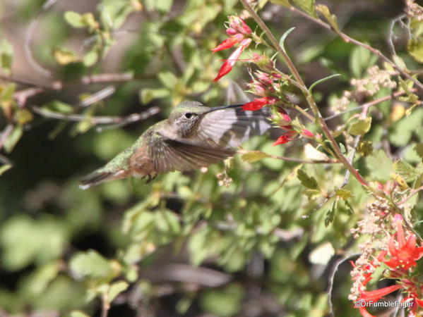 Hummingbird, Betty Ford Alpine Garden, Vail