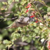 Hummingbird, Betty Ford Alpine Garden, Vail