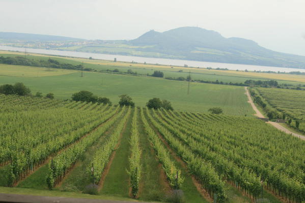 IMG_5422 Wine farm, South Moravia 22.06.2013