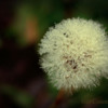 Dandelion: Gone to seed