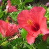 Landscaping, Hapuna Beach Prince Resort.  Hawaiian hibiscus are the size of a small frisbee