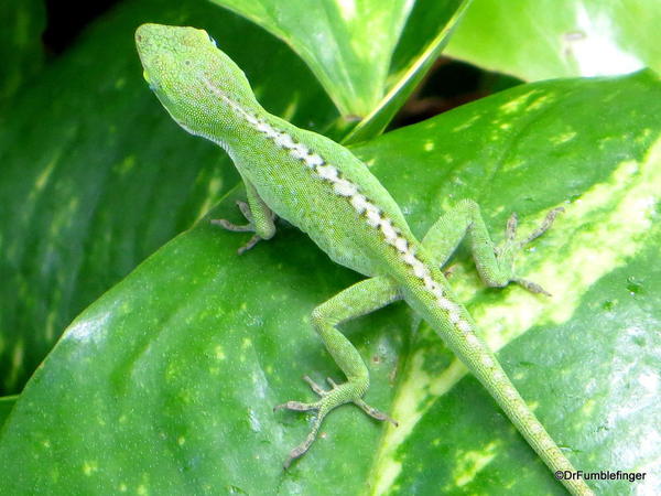 One of the residents, Hapuna Beach Prince Resort is the Geico gecko