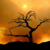 Burmis Tree with Fire: During the Crowsnest Pass forest fires.