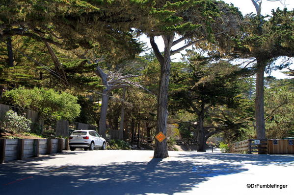 Seventeen Mile Drive, Monterey Cypress