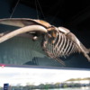 Whale Skeleton, Interior entry to Ripley's Aquarium of Canada, Toronto