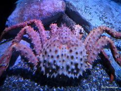 Canadian Waters Gallery, Ripley's Aquarium of Canada, Toronto. Red (Alaskan) King Crab