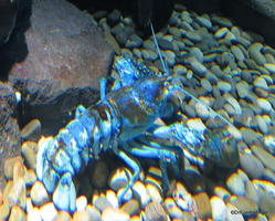 Canadian Waters Gallery, Ripley's Aquarium of Canada, Toronto Rare Blue lobster