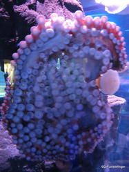 Canadian Waters Gallery, Ripley's Aquarium of Canada, Toronto. Giant Pacific Octopus