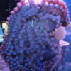 Canadian Waters Gallery, Ripley's Aquarium of Canada, Toronto.  Giant Pacific Octopus