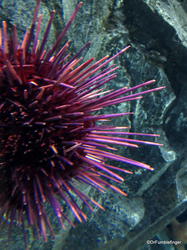Canadian Waters Gallery, Ripley's Aquarium of Canada, Toronto. Sea Urchin