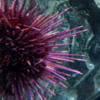 Canadian Waters Gallery, Ripley's Aquarium of Canada, Toronto.  Sea Urchin