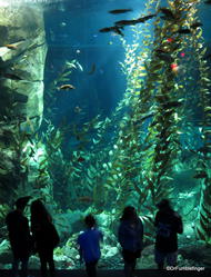 Pacific Kelp Exhibit, Canadian Waters Gallery, Ripley's Aquarium of Canada, Toronto