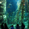 Pacific Kelp Exhibit, Canadian Waters Gallery, Ripley's Aquarium of Canada, Toronto
