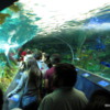 Dangerous Lagoon's tunnel and moving walkway, Ripley's Aquarium of Canada, Toronto
