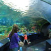 Dangerous Lagoon's tunnel and moving walkway, Ripley's Aquarium of Canada, Toronto