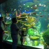 Rainbow Reef Gallery,  Ripley's Aquarium of Canada, Toronto