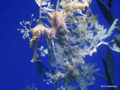 The Gallery, Ripley's Aquarium of Canada, Toronto. Leafy Seadragon