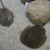 Discovery Center, Ripley's Aquarium of Canada, Toronto.  Horshoe Crab touching pool