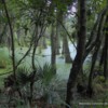 Magnolia-plantation-Audubon-swamp-sc1 Brian Stansberry
