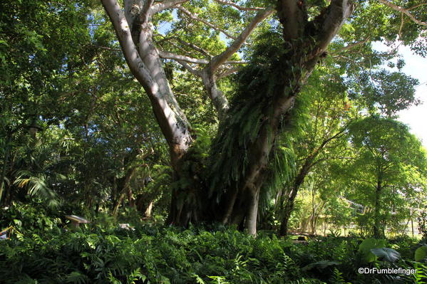 09 Wahiawa Botanical Garden