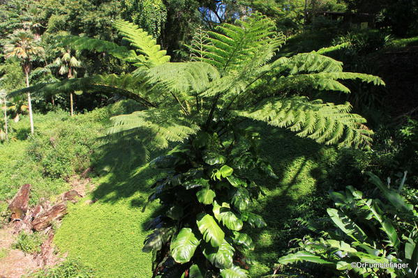42 Wahiawa Botanical Garden