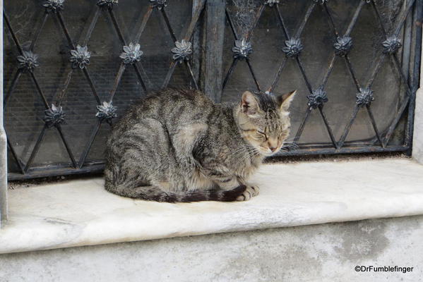 Feral cat in Buenos Aires' Recoleta Cemetery