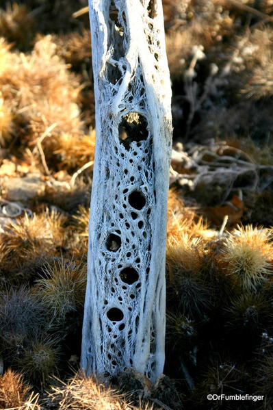 Joshua Tree National Park. Wooden skeleton of a Teddy Bear Cholla
