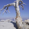 Dead Jeffrey Pine on Sentinel Dome, Yosemite National