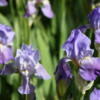 Irises in  Montsoreau, Loire Valley