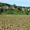 Vineyards and caves, Loire Valley