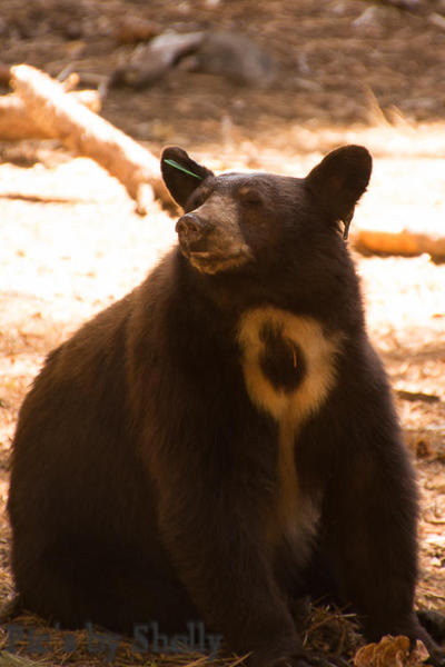 Bear8
