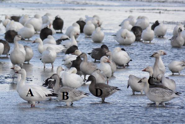 Snow-Geese-4-diff-abcd
