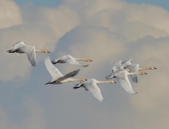 Tundra-Swans-flying-3cs