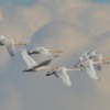 Tundra-Swans-flying-3cs