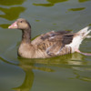 Greater-White-fronted-Goose-D1