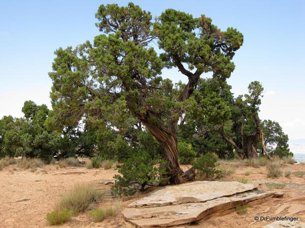 Colorado National Monument, forest on the high desert