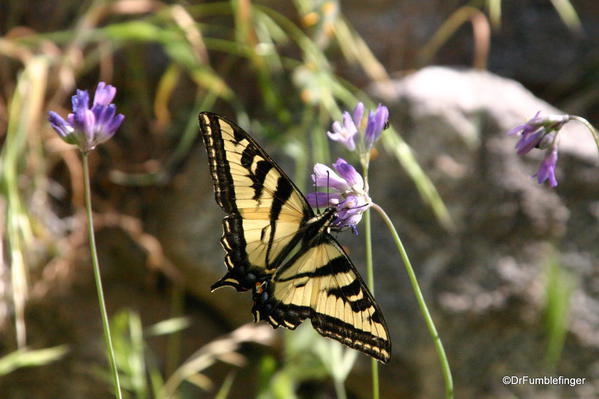 Tahquitz Canyon, Butterfly