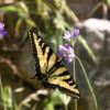 Tahquitz Canyon, Butterfly