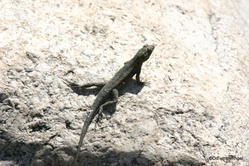 Lizard, Tahquitz Canyon