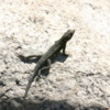 Lizard, Tahquitz Canyon