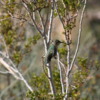 Tahquitz Canyon, hummingbird