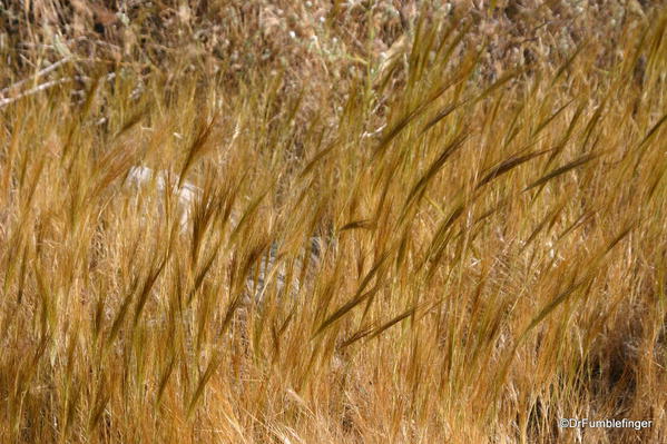 Tahquitz Canyon, grass