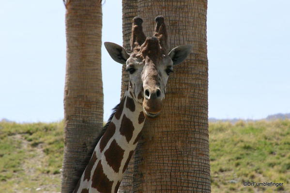 Living Desert, Palm Desert, California. Giraffes