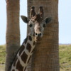 Living Desert, Palm Desert, California.   Giraffes
